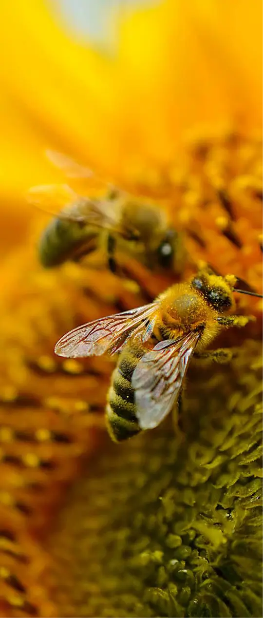 Abejas sobre flor amarilla